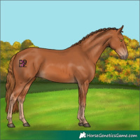 Horse Color:Chestnut 