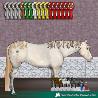 Horse Color:White Spotted Buckskin Dun Appaloosa 
