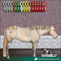 Horse Color:White Spotted Buckskin Dun Appaloosa 