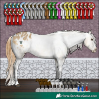 Horse Color:White Spotted Buckskin Dun Appaloosa 