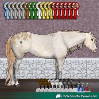 Horse Color:White Spotted Buckskin Dun Appaloosa 