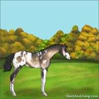 Horse Color:Brown Roan Onyx Sabino Appaloosa 