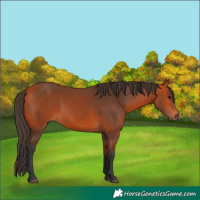 Horse Color:Bay 