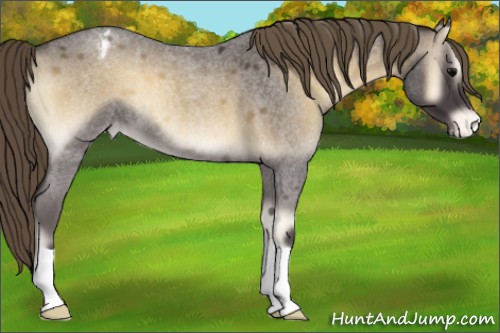 Horse Color:Smoky Blue Onyx Roan Appaloosa 