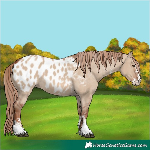 Horse Color:Red Dun Sabino Appaloosa