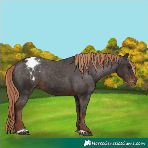 Horse Color:Liver Chestnut Appaloosa 
