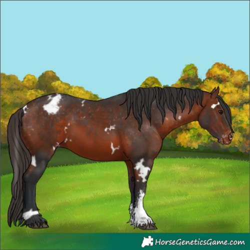 Horse Color:White Spotted Bay Sabino Appaloosa