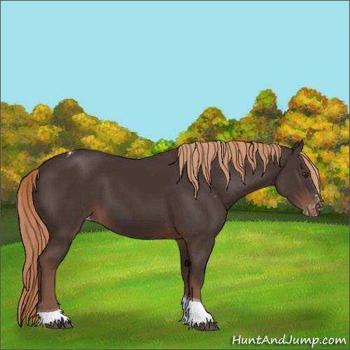 Horse Color:Liver Chestnut Sabino Tobiano Appaloosa