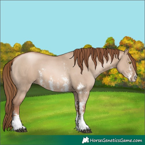 Horse Color:Liver Red Dun Pearl Sabino 