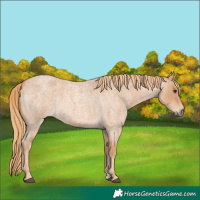 Horse Color:Red Roan 