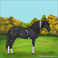 Horse Color:Black Tobiano Rabicano 