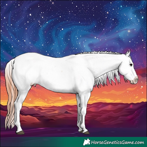 Horse Color:Bay Dun Appaloosa 