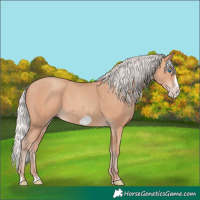 Horse Color:Silver Amber Champagne Frame 