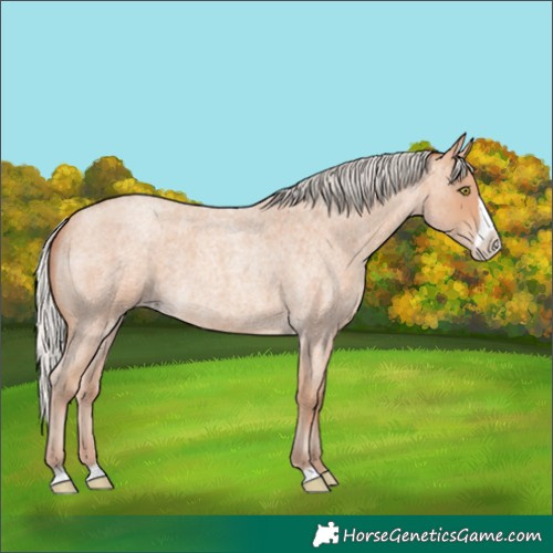 Horse Color:Silver Amber Champagne Roan Frame 