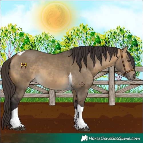 Horse Color:Buckskin Dun Tobiano 