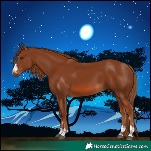 Horse Color:Chestnut 