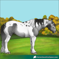 Horse Color:Gray Black Tobiano Rabicano