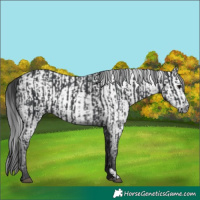 Horse Color:Black  and Gray Black 
