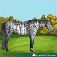 Horse Color:Black  and Gray Black 