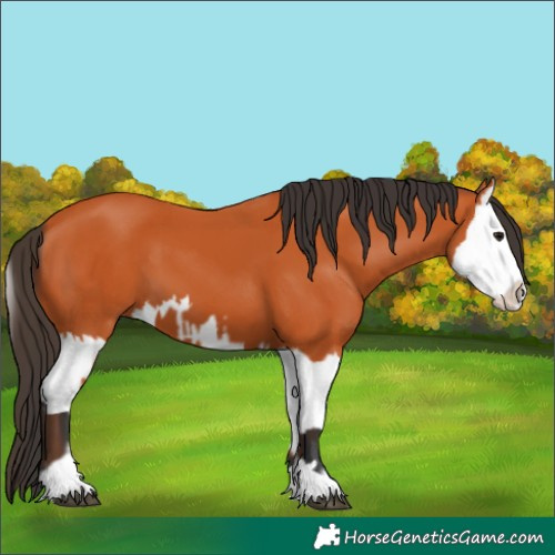 Horse Color:Bay  and Bay Splash 