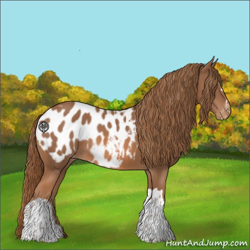 Horse Color:Chestnut Appaloosa 