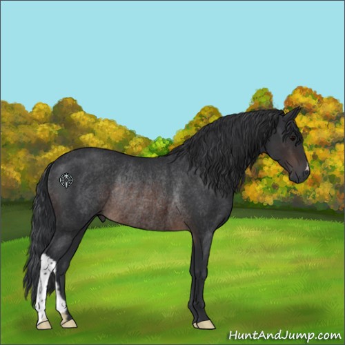 Horse Color:Brown Rabicano 