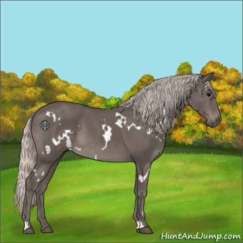 Horse Color:White Spotted Silver Black Rabicano 