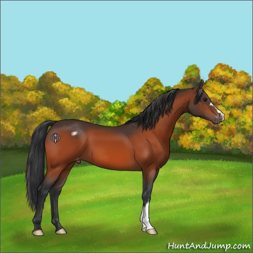Horse Color:Bay Appaloosa 