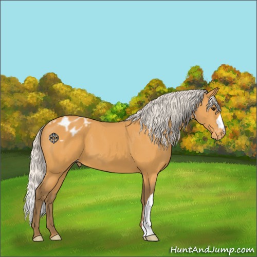 Horse Color:Silver Buckskin Appaloosa 