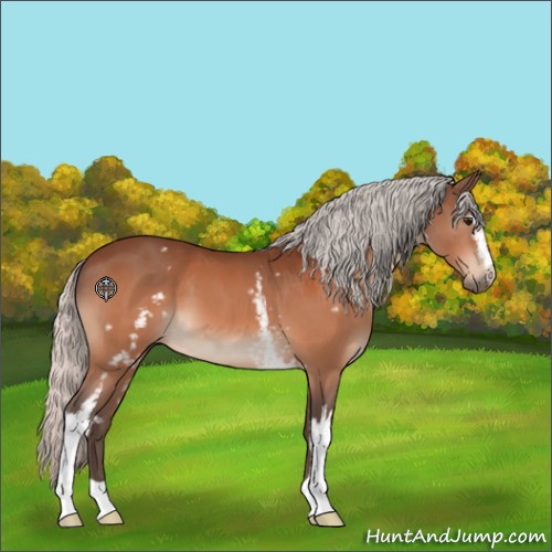 Horse Color:White Spotted Silver Bay 