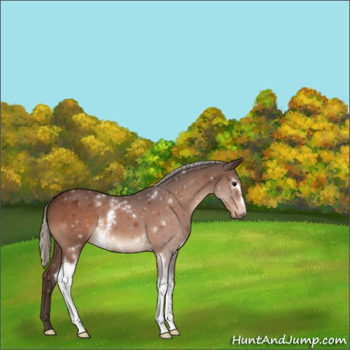 Horse Color:White Spotted Silver Bay 