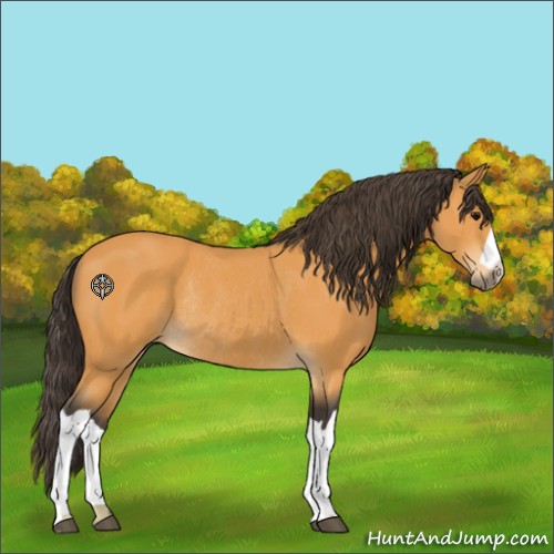 Horse Color:Buckskin Rabicano 