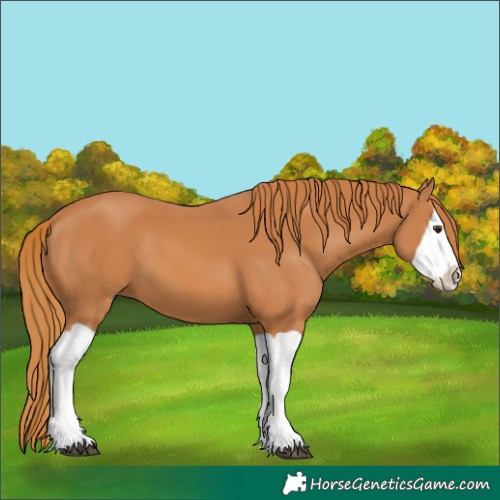 Horse Color:Chestnut Splash 