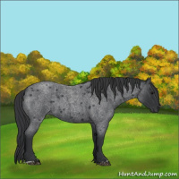Horse Color:Blue Roan