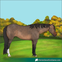 Horse Color:Brown Dun 