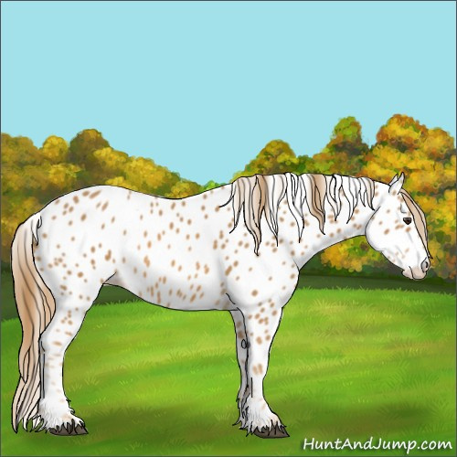 Horse Color:Chestnut Appaloosa 