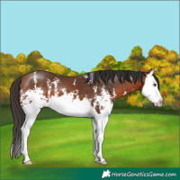 Horse Color:Bay Sabino Splash 