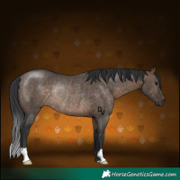 Horse Color:Brown Dun Rabicano 