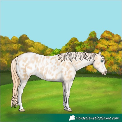 Horse Color:White Spotted Smoky Black Pearl Appaloosa 