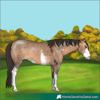 Horse Color:Brown Dun Sabino