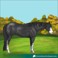 Horse Color:Black Sabino