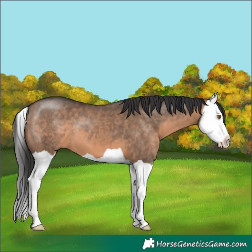 Horse Color:Brown Dun Splash 