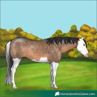 Horse Color:Brown Dun Splash