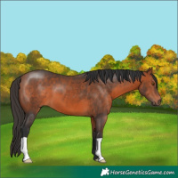 Horse Color:Bay 