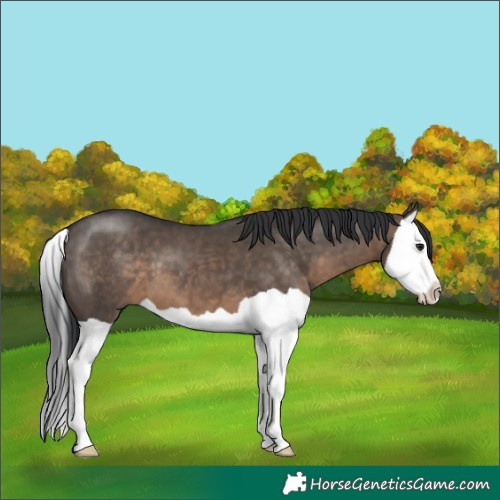 Horse Color:Brown Dun Splash 