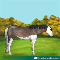 Horse Color:Brown Dun Splash 