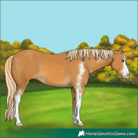 Horse Color:Palomino Sabino