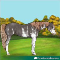 Horse Color:White Spotted Liver Chestnut 