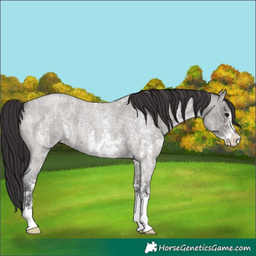 Horse Color:Smoky Grullo Roan Sabino 