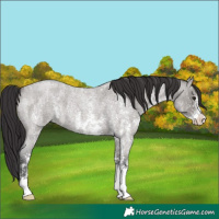 Horse Color:Smoky Grullo Roan Sabino 